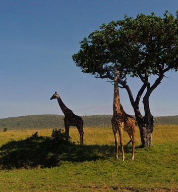 Kenya Safari - Giraffe
