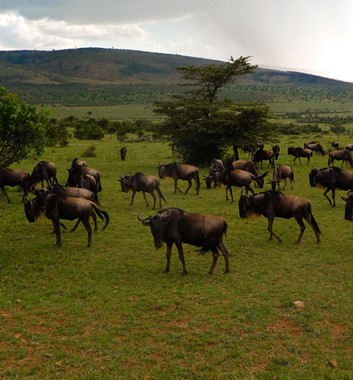Kenya Safari - Masai Mara Wildebeest