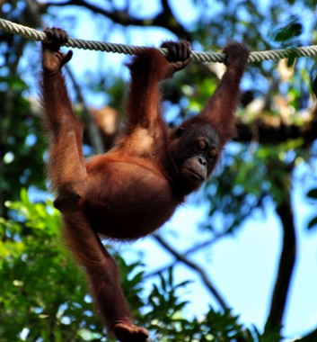 Borneo wildlife orang utan on a rope