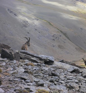 Ibex above Rio Juntillas on the Sierra Nevada Trek