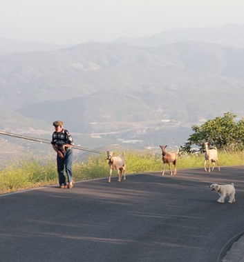 Goats on the road near Mairena village.