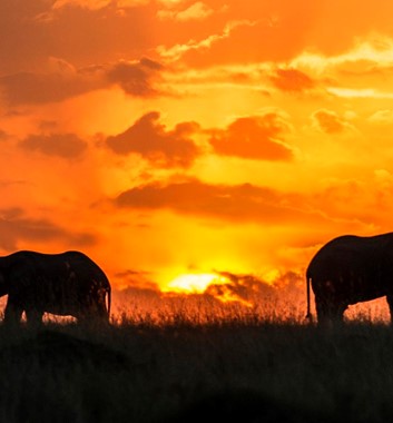 Kenya Safari - Elephants at sunset