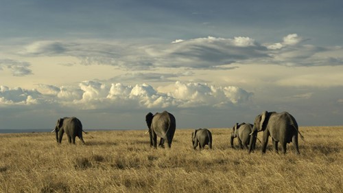 Kenya Safari - Elephants