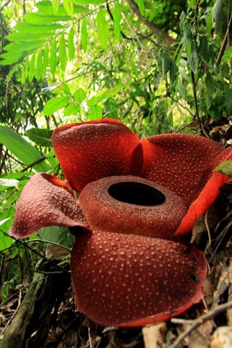 maliau basin rafflesia