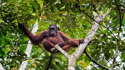 Bornean Orangutan..jpg