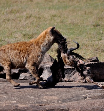 Kenya Safari - Hyena