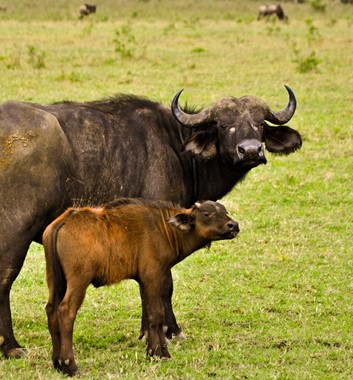Kenya Safari - Buffalo