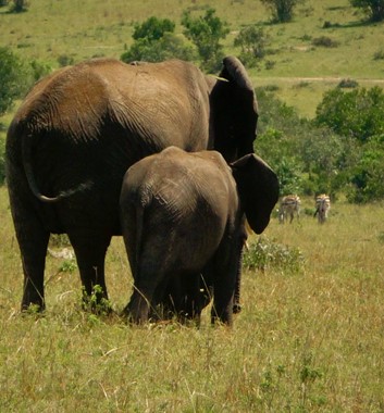 Kenya Safari - Elephant