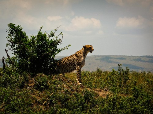 Kenya Safari (8)