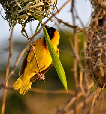 Kenya Safari - Black Headed Weaver Bird