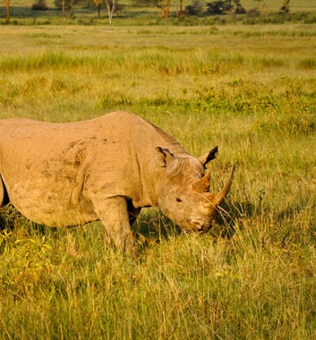Kenya Safari - Rhino at Lake Nakuru