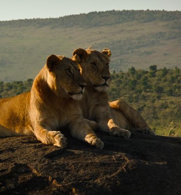 Kenya Safari - Lions