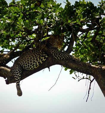 Kenya Safari - Leopard