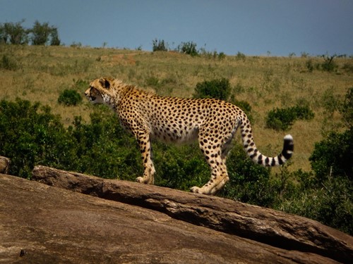 Kenya Safari (23)