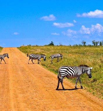 Kenya Safari - Zebra Crossing