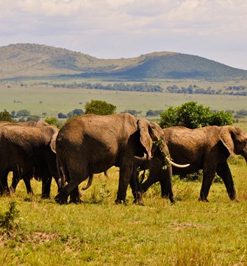 Kenya Safari - Masai Mara Elephants