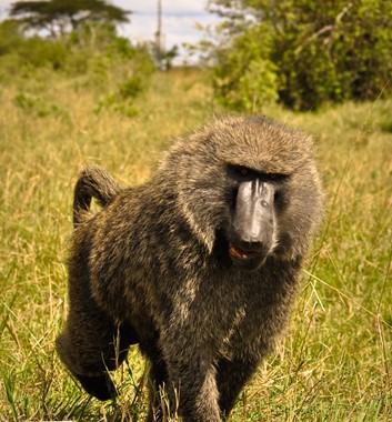 Kenya Safari - Baboon