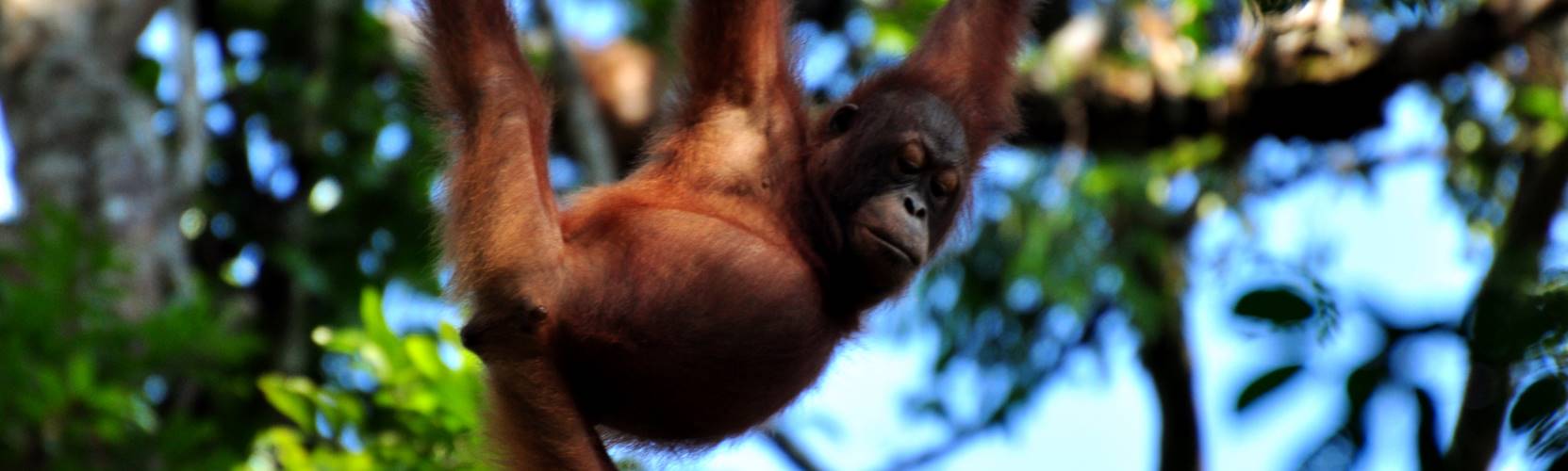 Borneo wildlife orang utan on a rope
