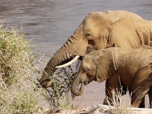 Elephant on safari