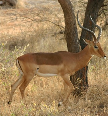 Gazelle on safari