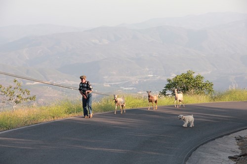Goats near Mairena village
