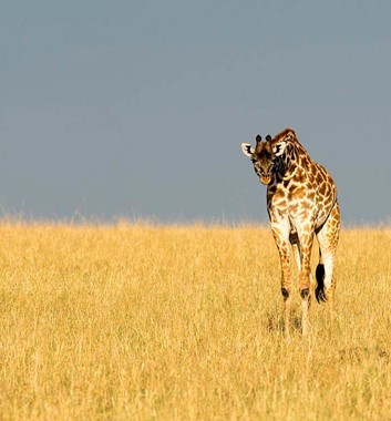 Kenya Safari - Giraffe