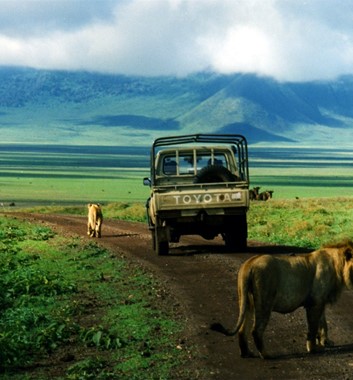 Lions in ngorongoro