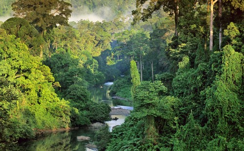 Borneo country.jpg
