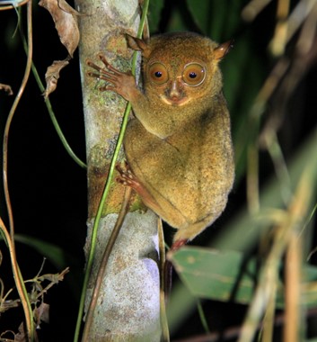 Borneo Wildlife Tour tarsier
