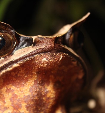 Borneo Wildlife Tour frog
