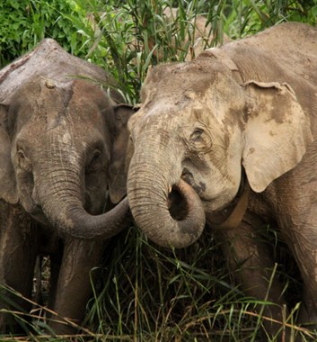 Borneo wildlife tour elephants