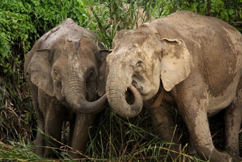 Borneo wildlife tour elephants (1)