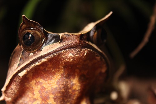 Borneo wildlife frog.JPG