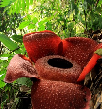 maliau basin rafflesia
