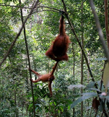 Wild Borneo Orangutan Trek