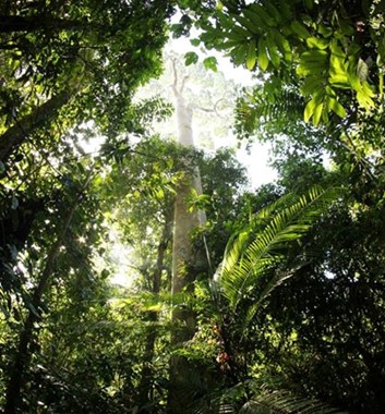 Wild Borneo Rainforest Trek