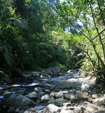Wild Borneo River trek