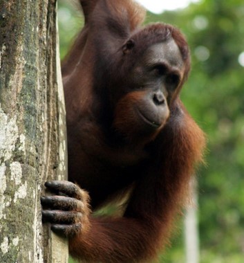 Wild Borneo Orangutan