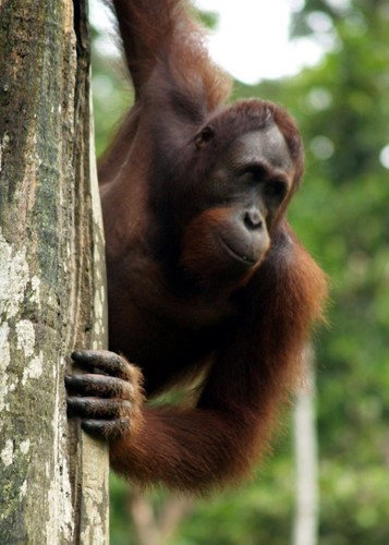 Wild Borneo Orangutan (1)
