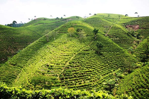 mt lawu tea plantation.jpg