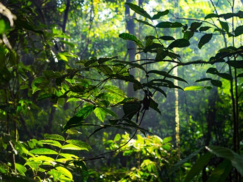 Rainforest-Lupa-Masa.jpg
