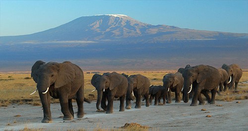 Kilimanjaro with elephants