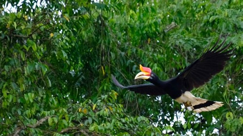 Borneo hornbill.jpg