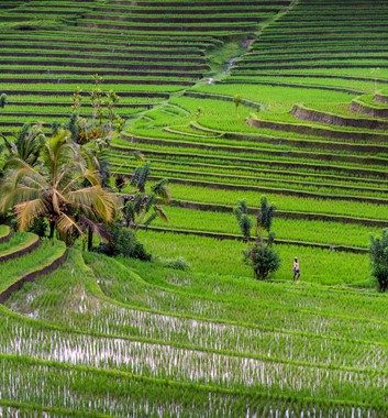 Belimbing Village Rice Terraces