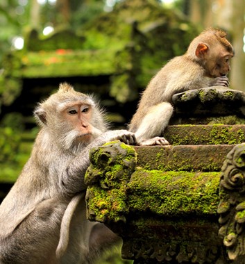 Sangeh Monkey Forest, Ubud
