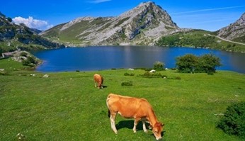 Lake Enol - Picos de Europa