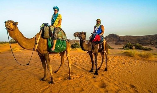 Morocco Camel.JPG